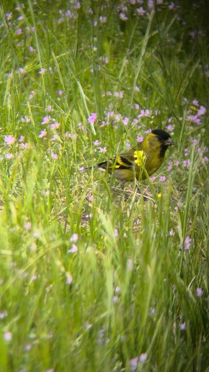 Black-chinned Siskin - ML642021052