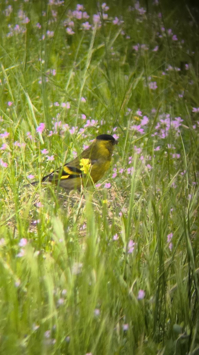 Black-chinned Siskin - ML642021053