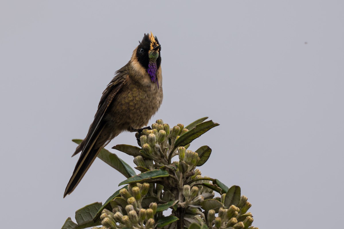 Buffy Helmetcrest - ML642021055