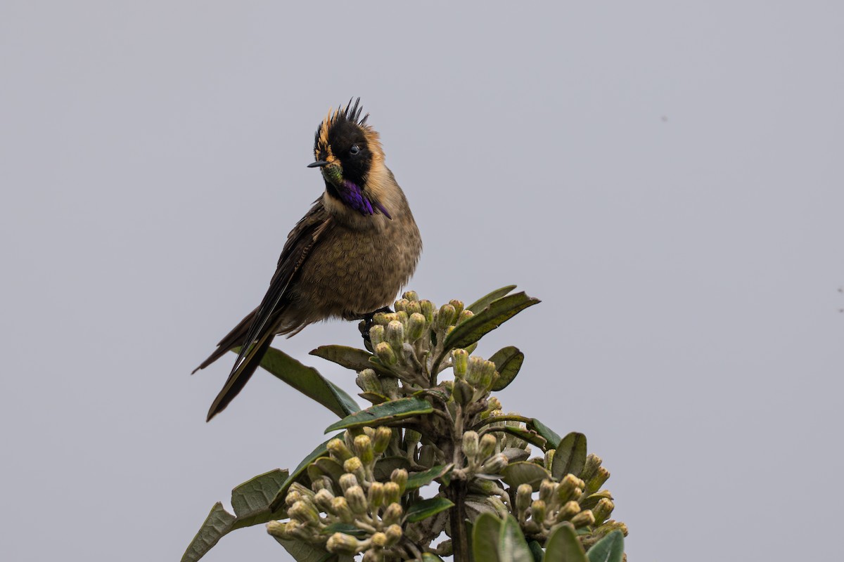 Buffy Helmetcrest - ML642021056