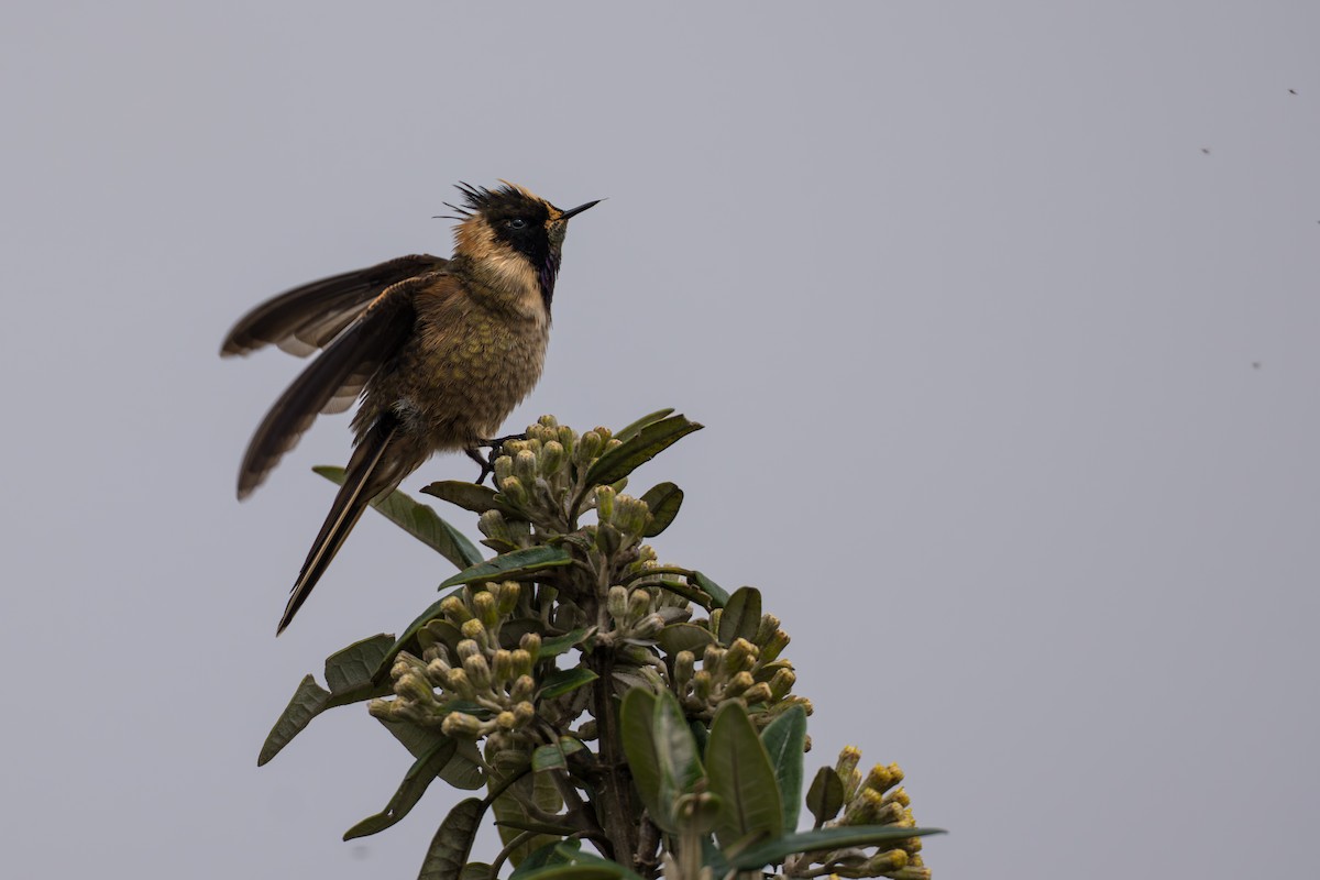 Buffy Helmetcrest - ML642021057
