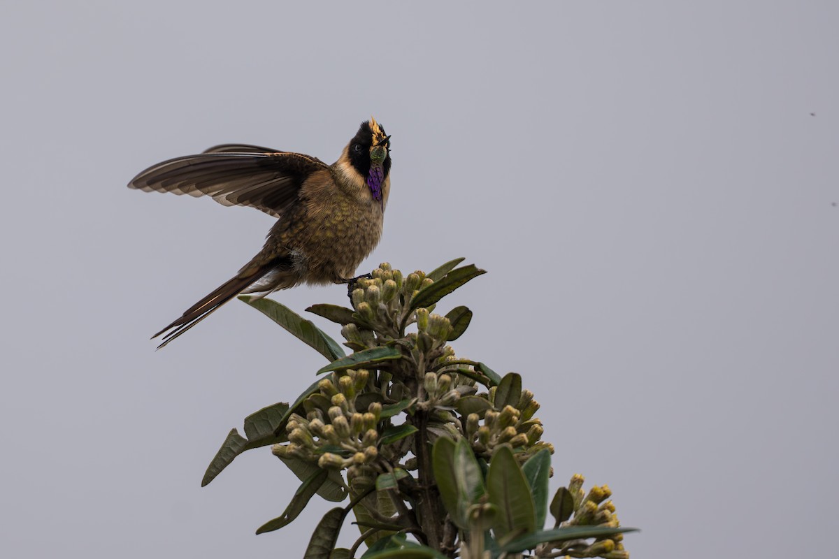 Buffy Helmetcrest - ML642021058