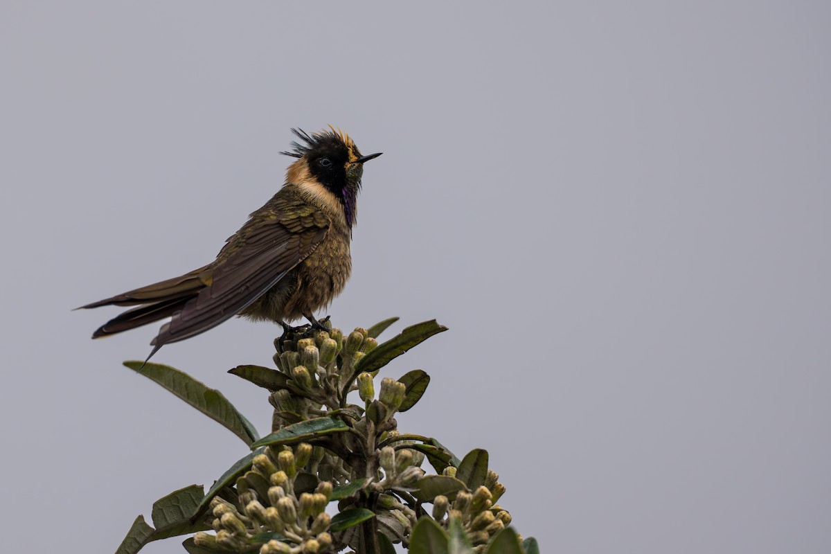 Buffy Helmetcrest - ML642021059