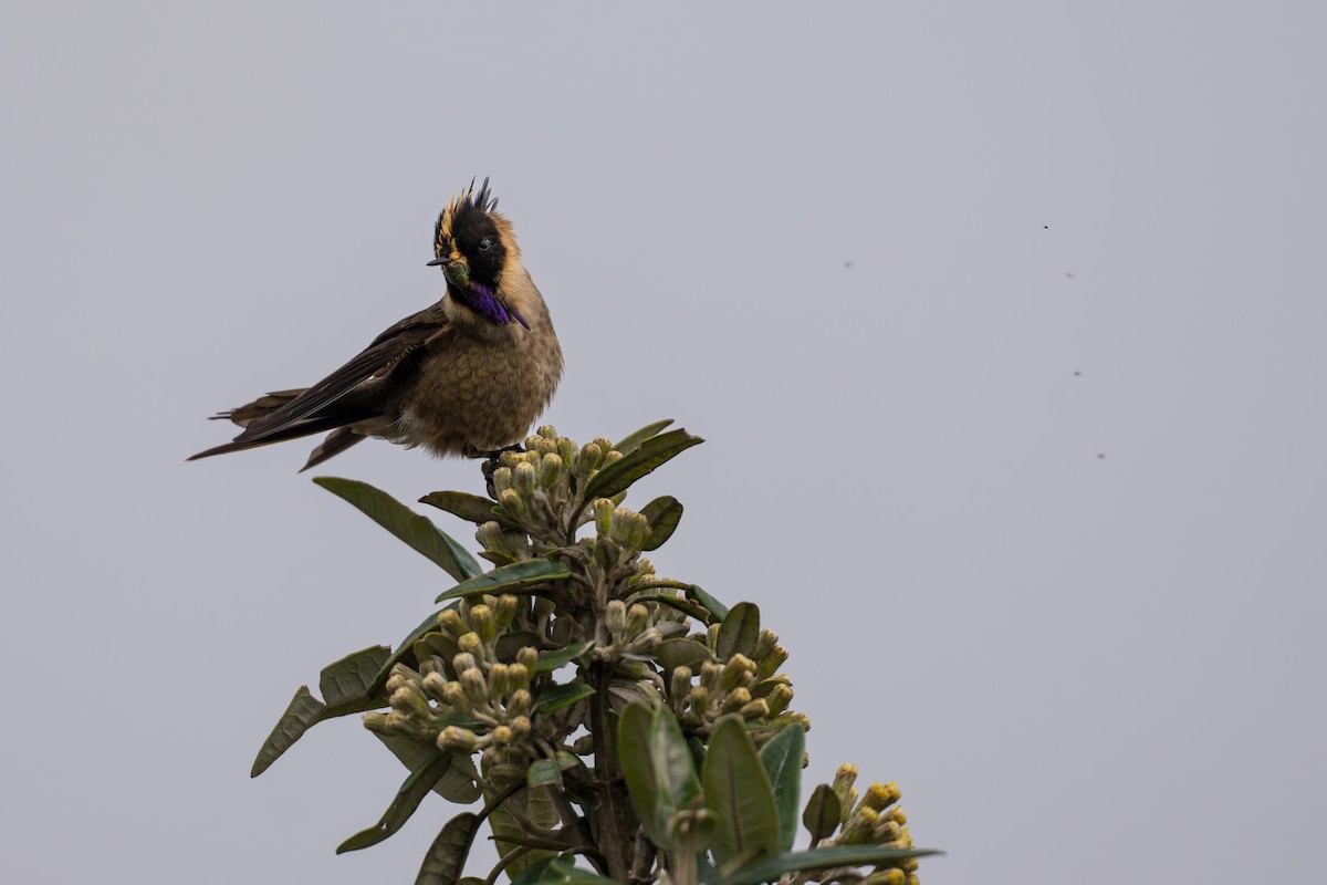 Buffy Helmetcrest - ML642021060