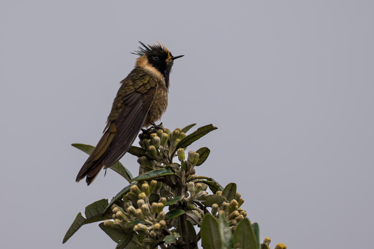 Buffy Helmetcrest - ML642021061