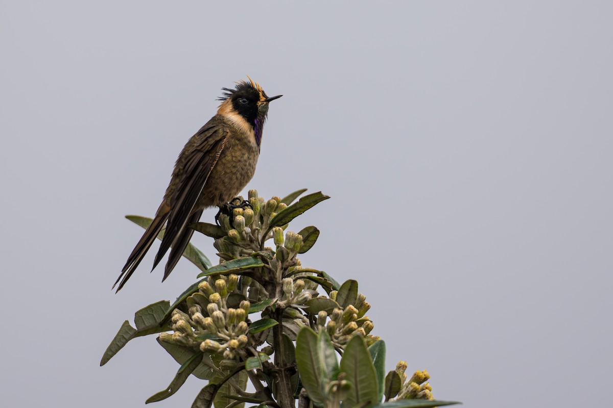 Buffy Helmetcrest - ML642021063
