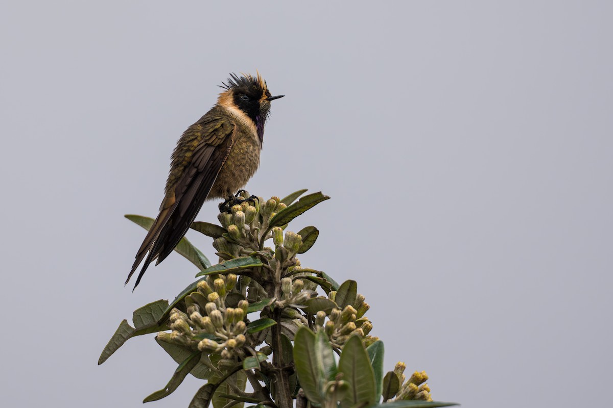 Buffy Helmetcrest - ML642021064