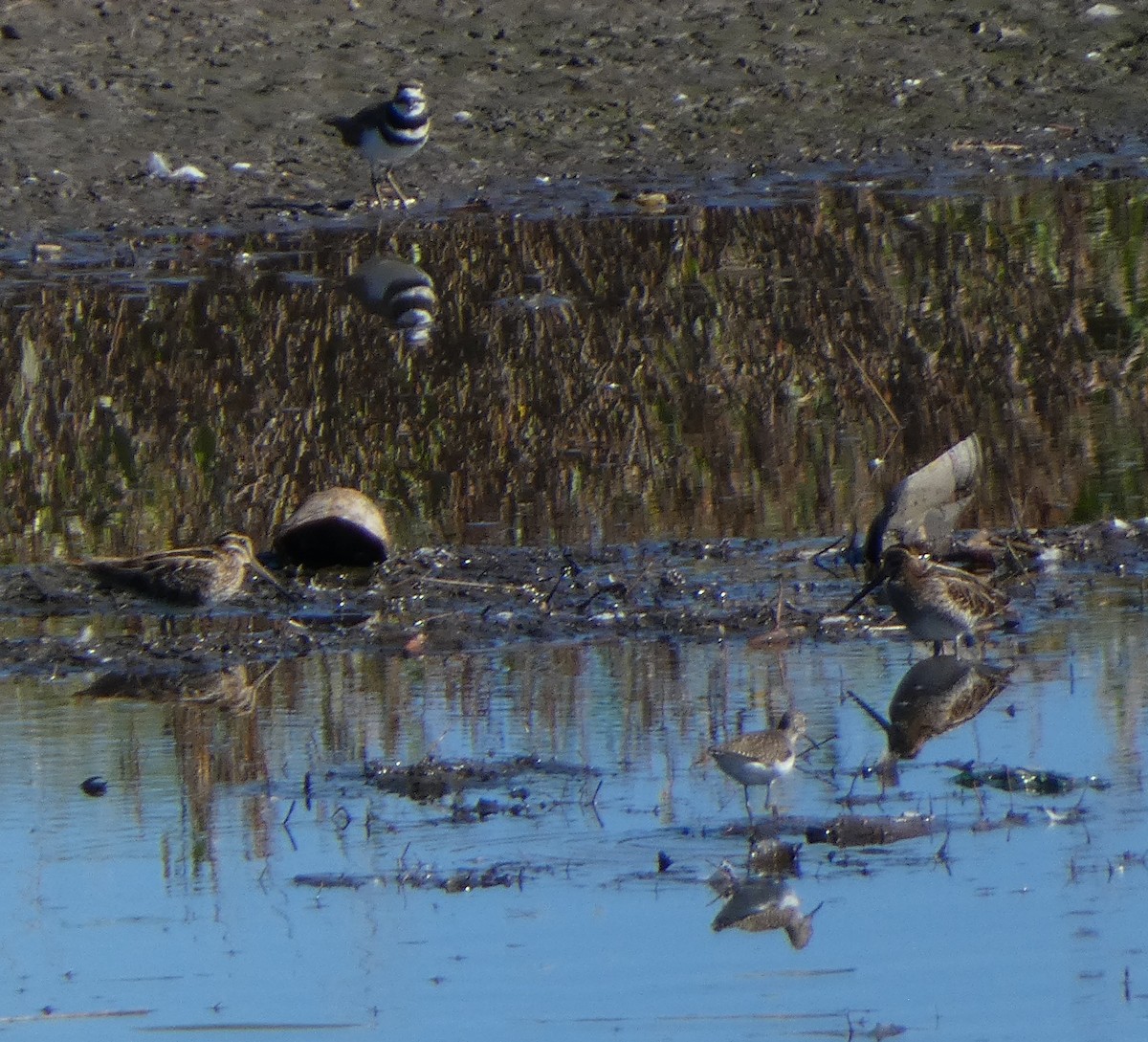 Wilson's Snipe - ML642021090