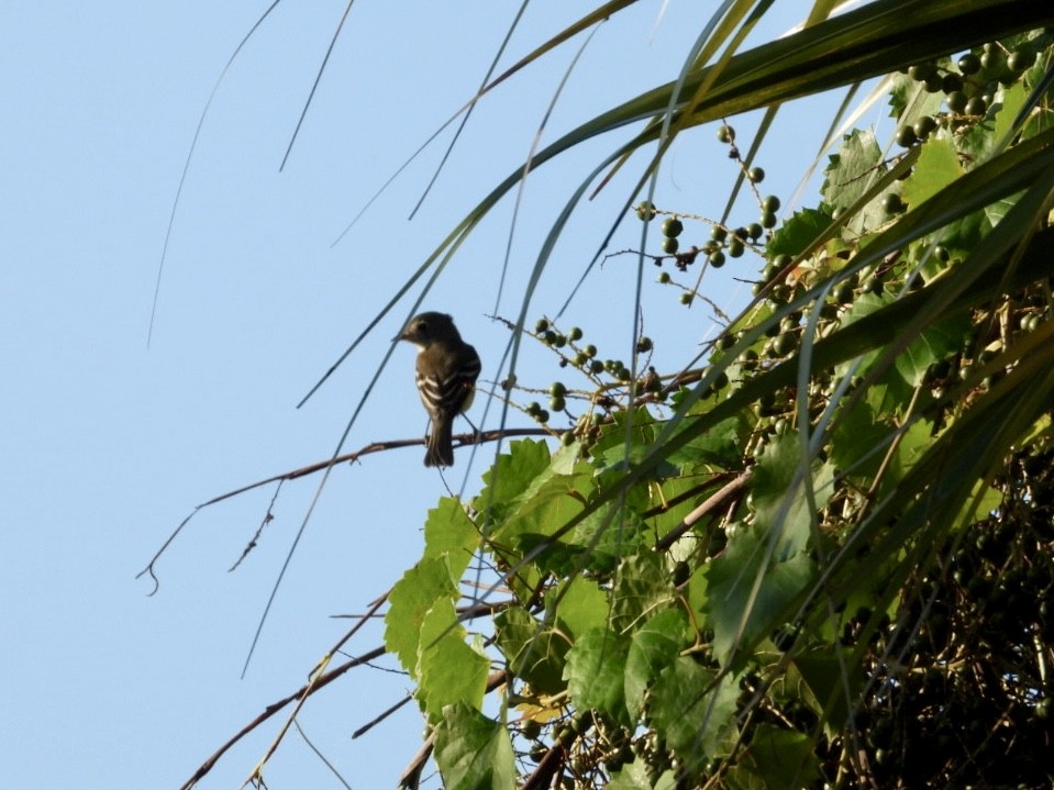 Mosquero sp. (Empidonax sp.) - ML642021097
