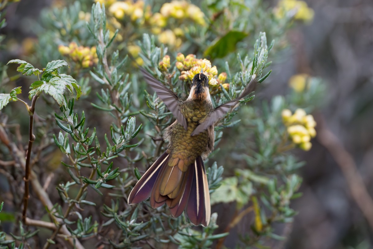 Buffy Helmetcrest - ML642021101