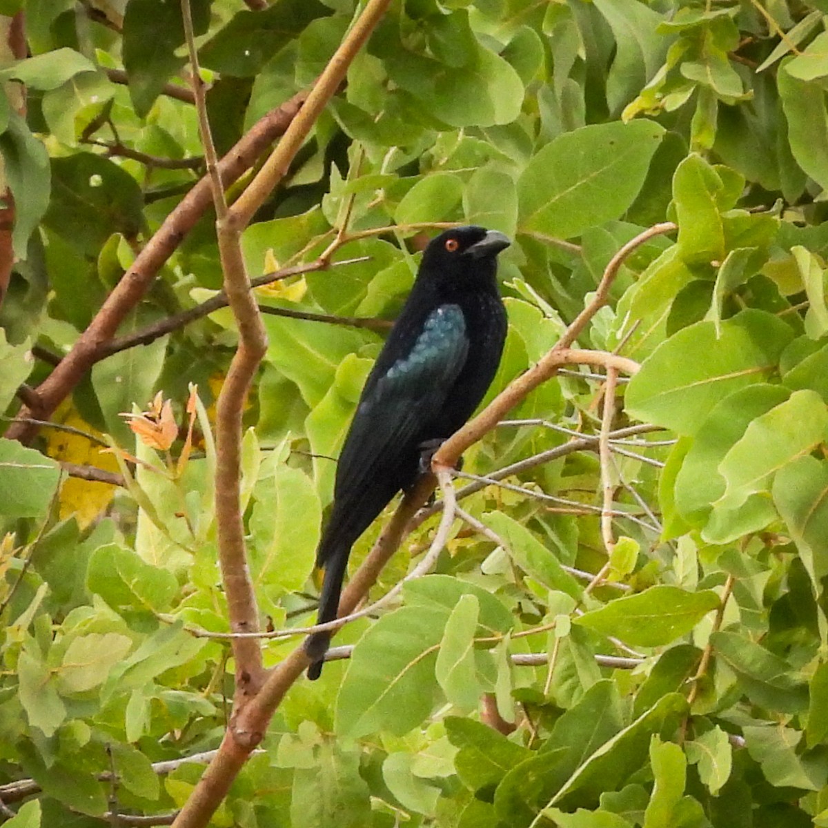 brokadedrongo - ML642021118