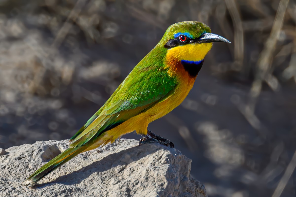 Little Bee-eater - ML642021134