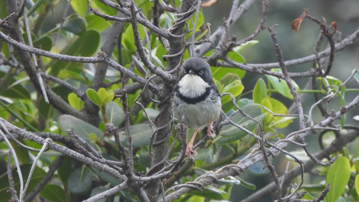 Bar-throated Apalis - ML642021147