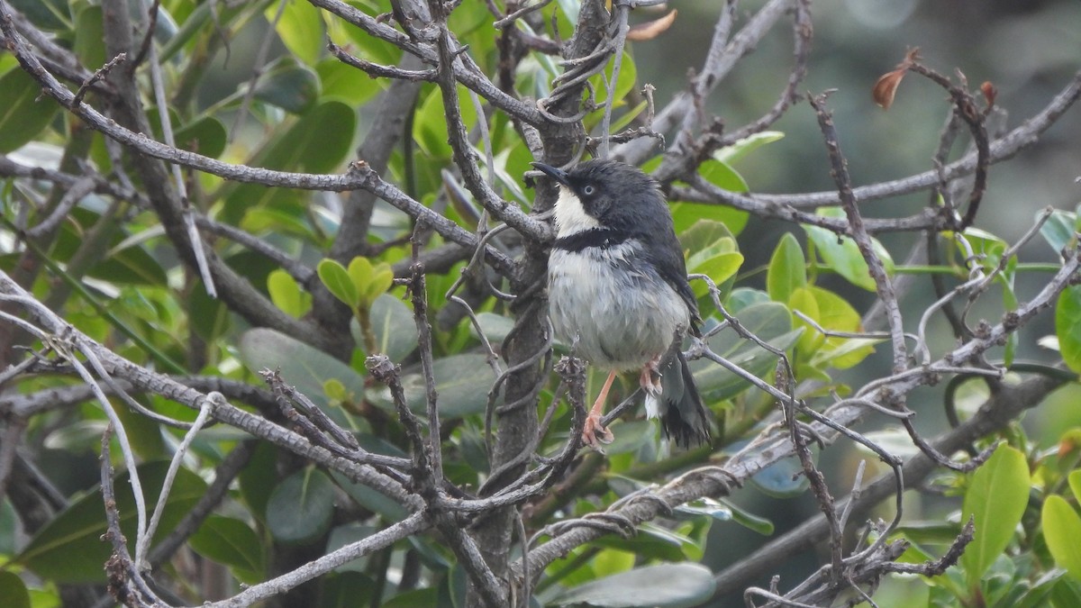 Bar-throated Apalis - ML642021148