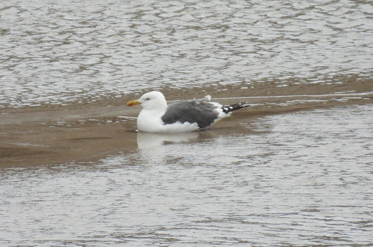 Lesser Black-backed Gull - ML642021149