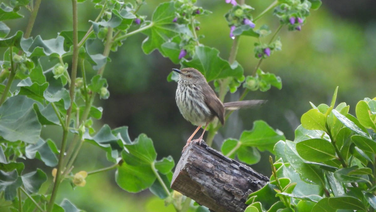 Karoo Prinia - ML642021150