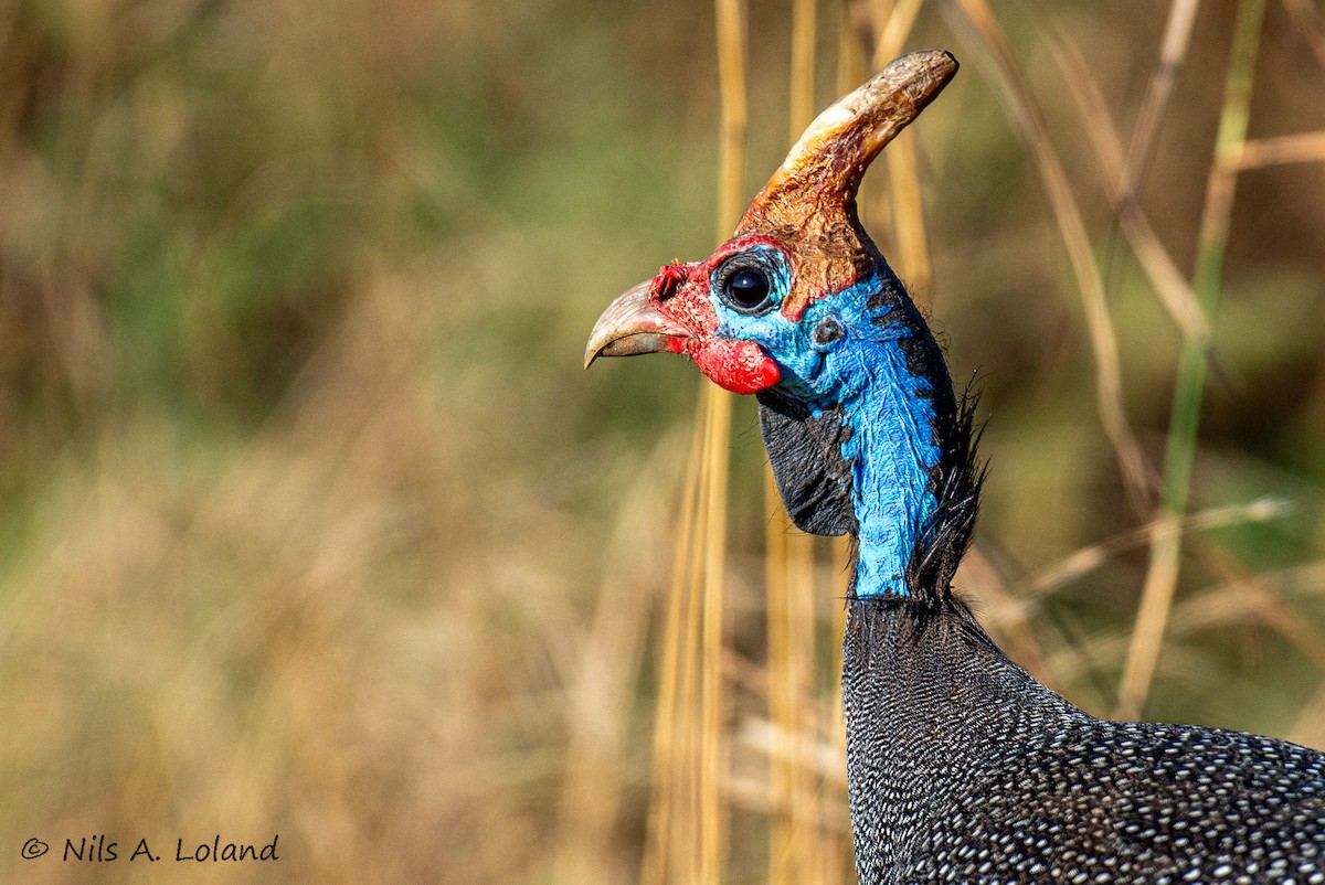 Helmeted Guineafowl - ML642021153
