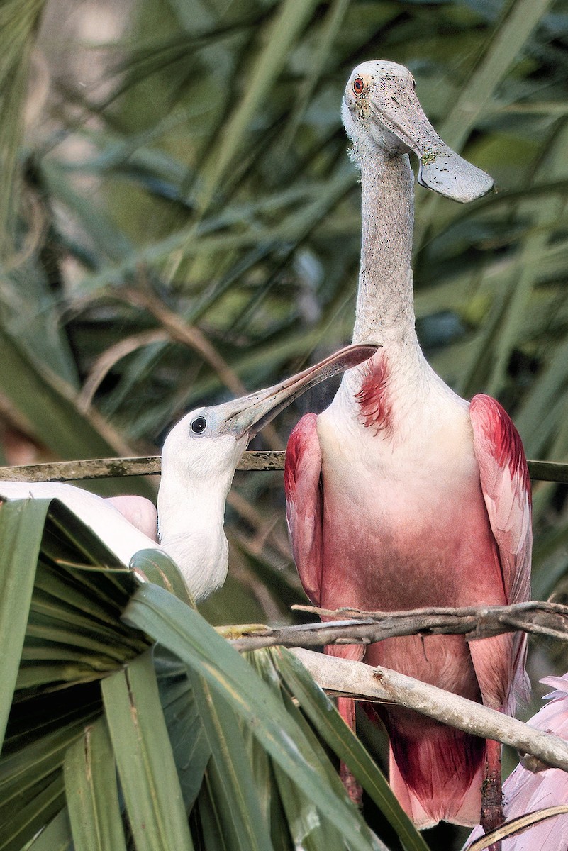 Roseate Spoonbill - ML642021155