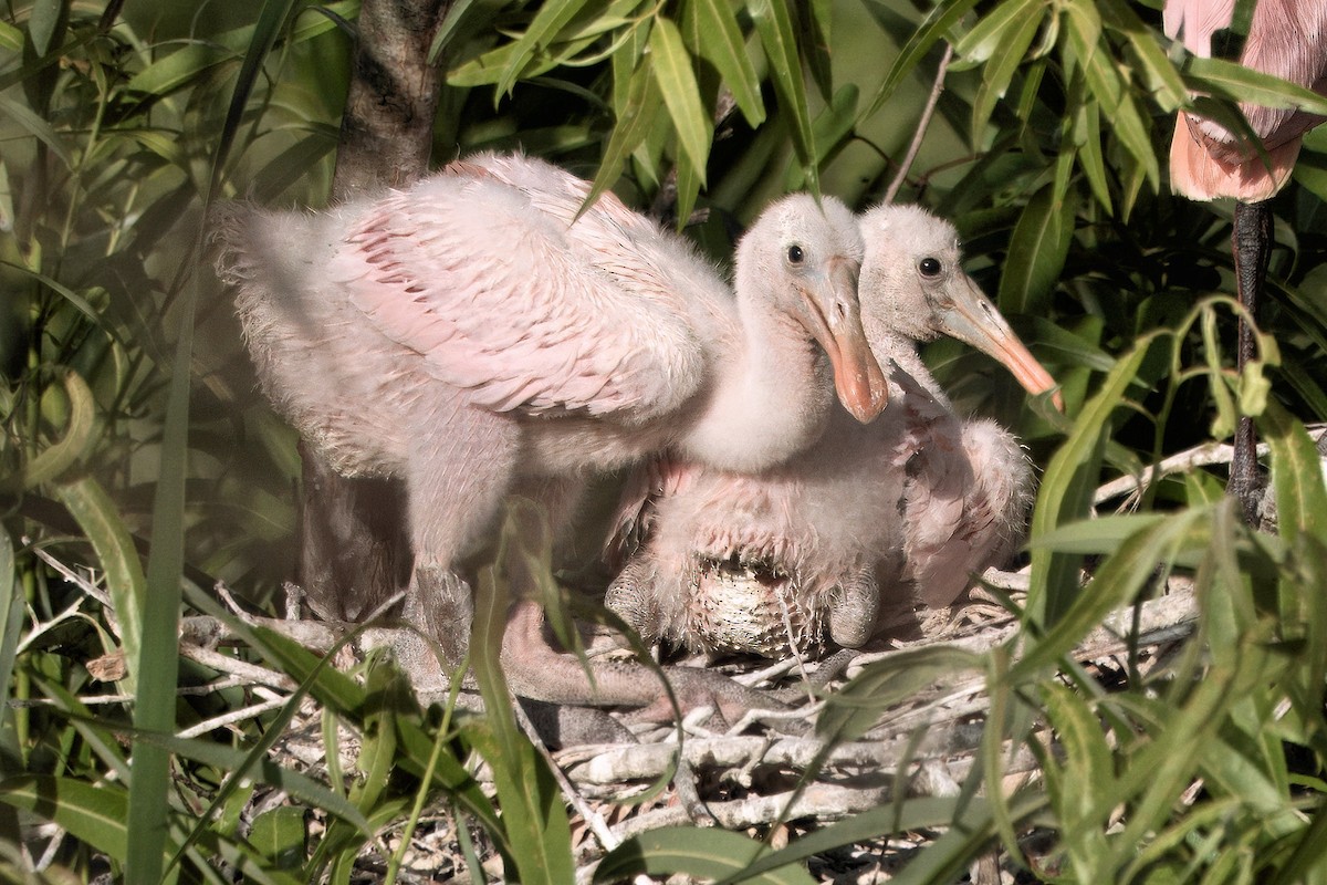 Roseate Spoonbill - ML642021156