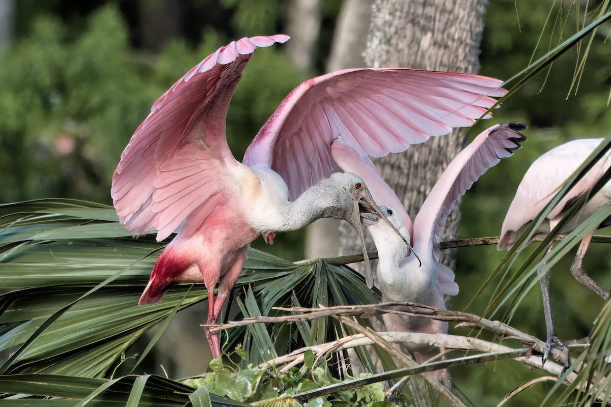 Roseate Spoonbill - ML642021157