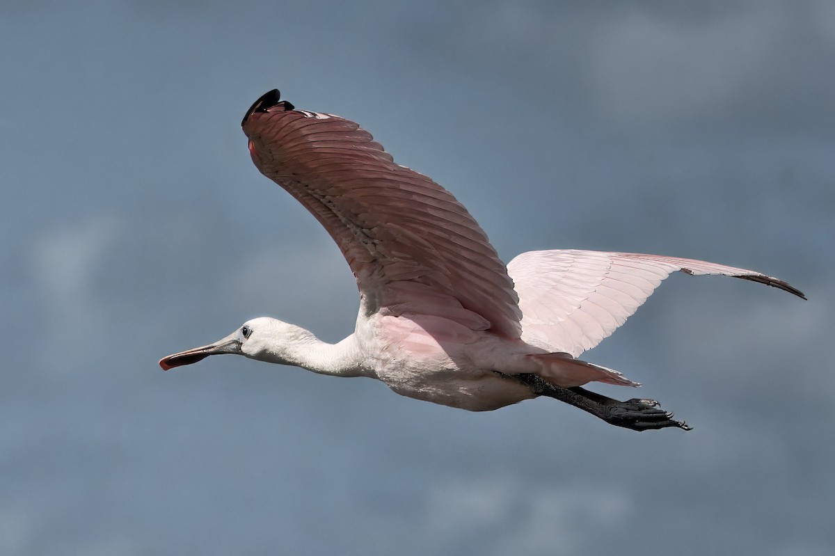 Roseate Spoonbill - ML642021158