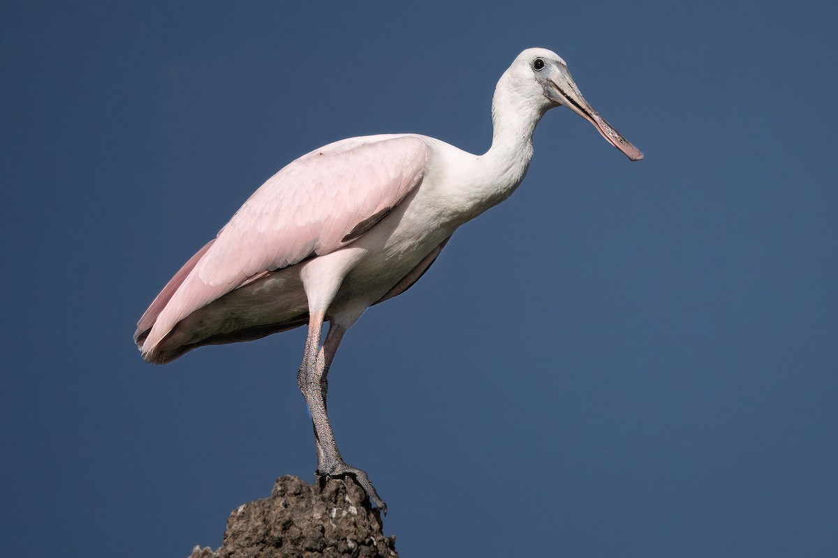 Roseate Spoonbill - ML642021159