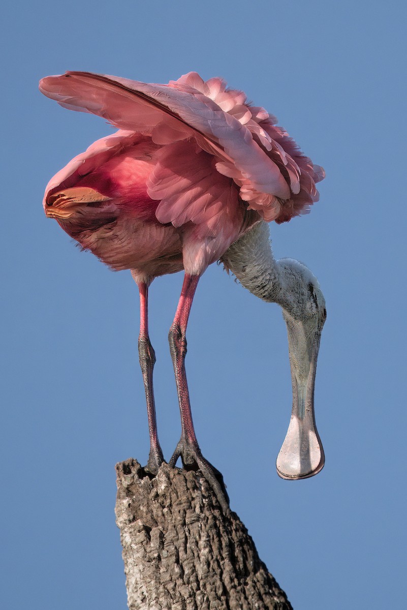 Roseate Spoonbill - ML642021160