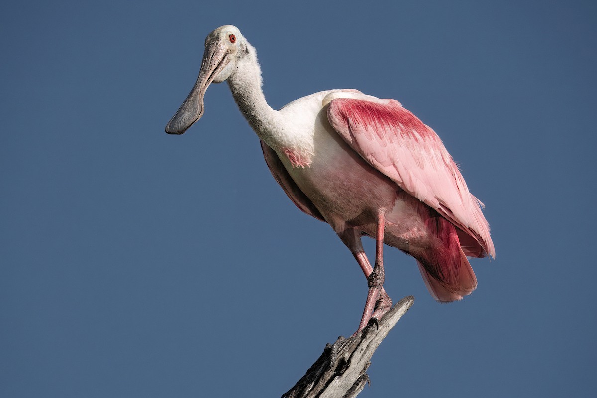 Roseate Spoonbill - ML642021161