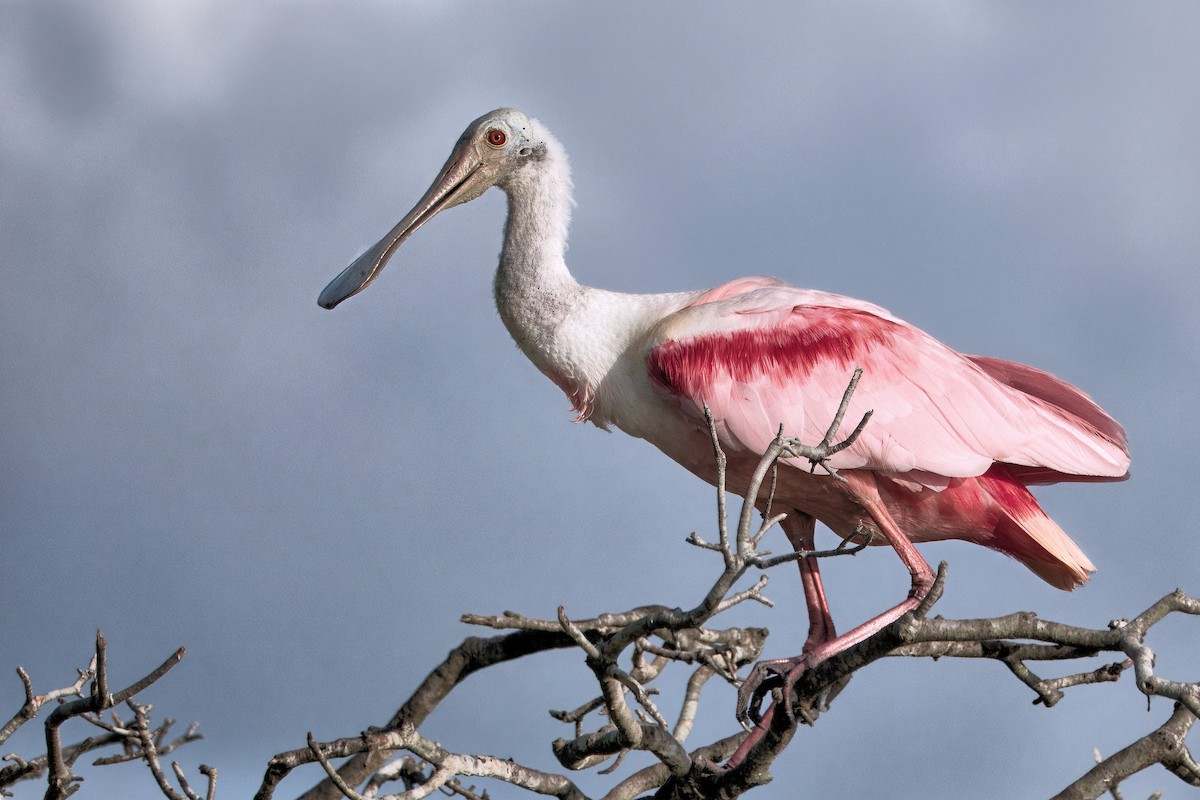 Roseate Spoonbill - ML642021162