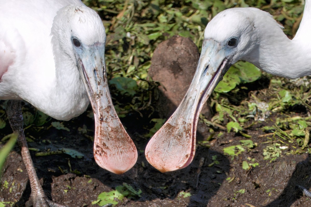Roseate Spoonbill - ML642021163