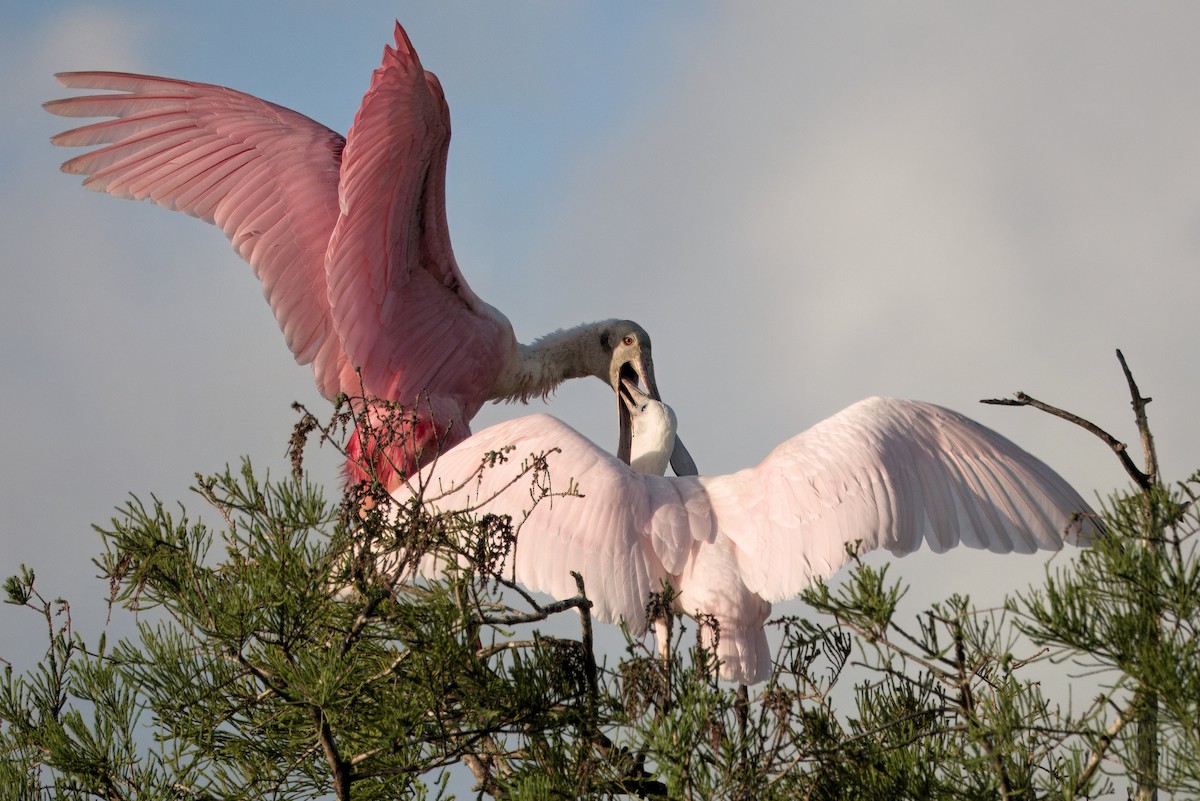 Roseate Spoonbill - ML642021164