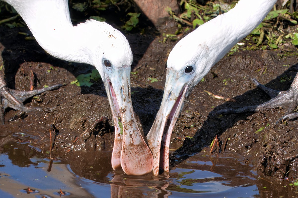 Roseate Spoonbill - ML642021165
