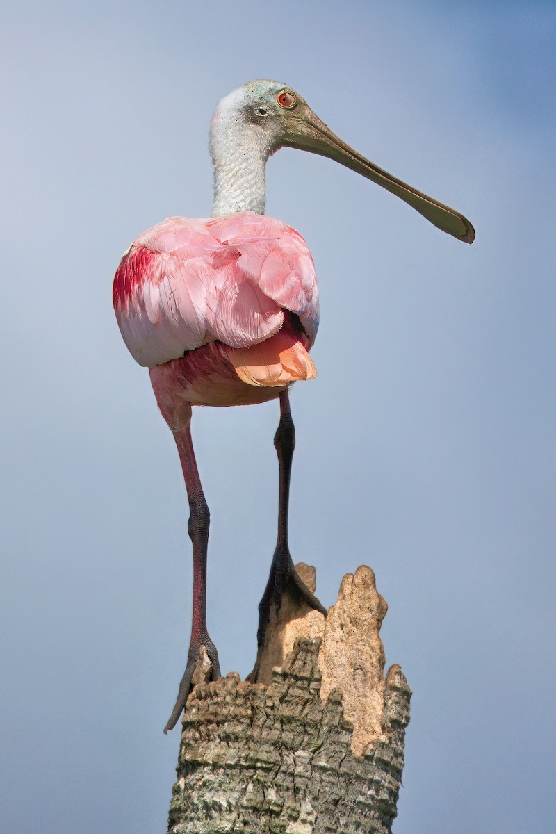 Roseate Spoonbill - ML642021166