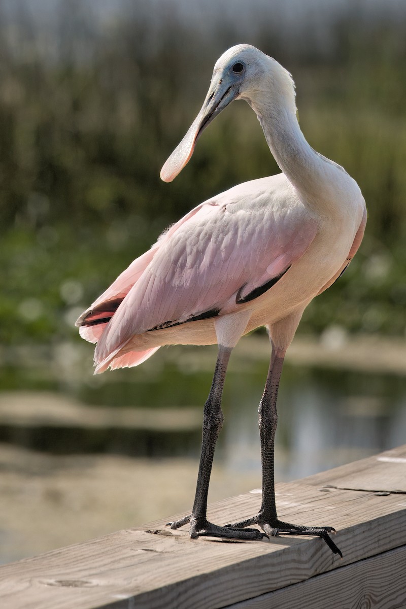 Roseate Spoonbill - ML642021167