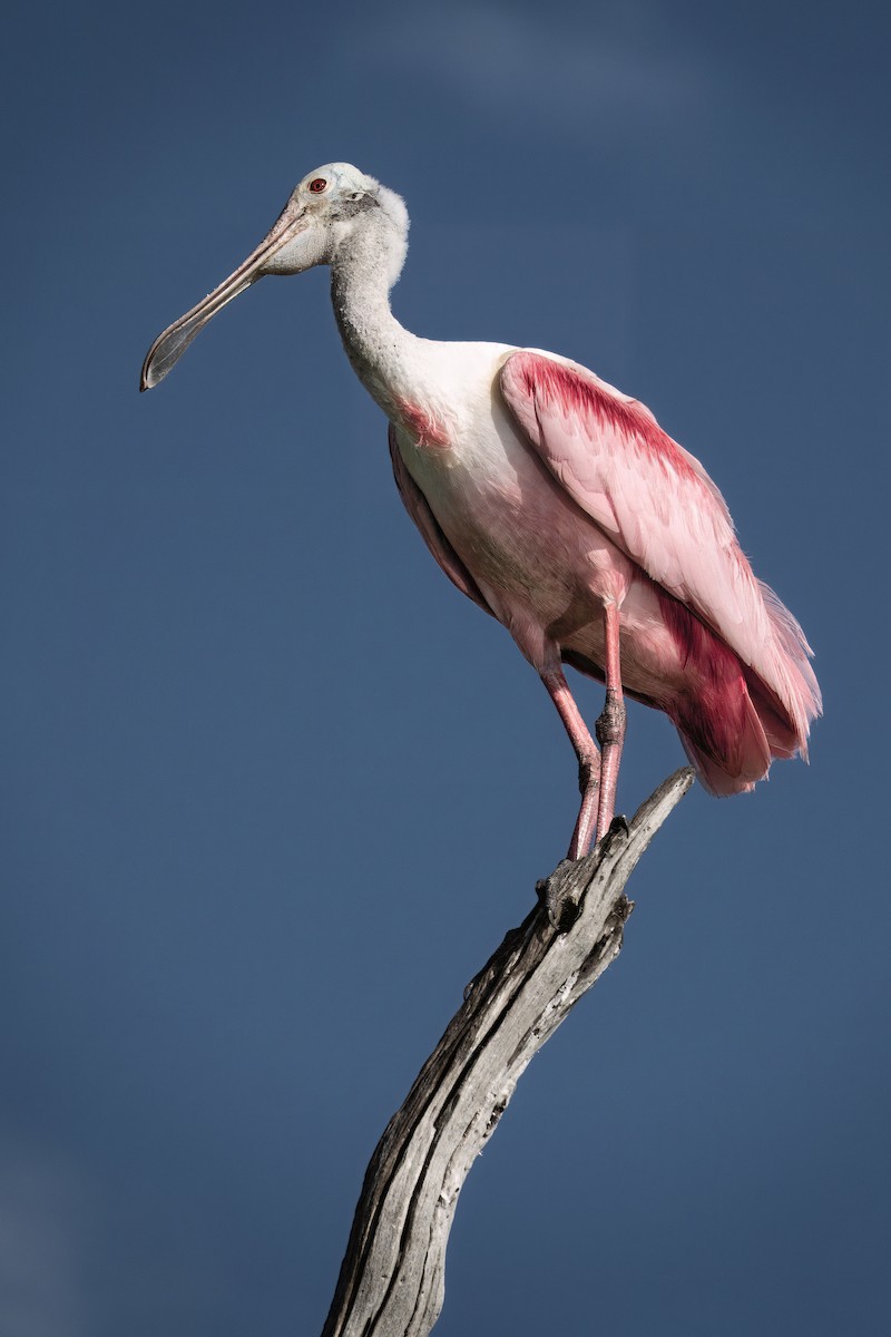 Roseate Spoonbill - ML642021168