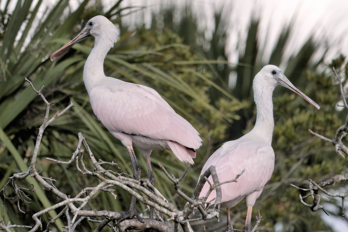 Roseate Spoonbill - ML642021169