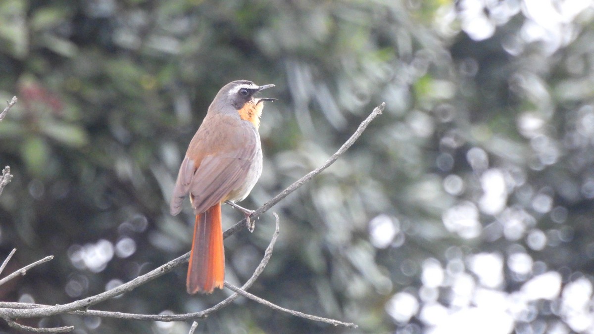 Cape Robin-Chat - ML642021170