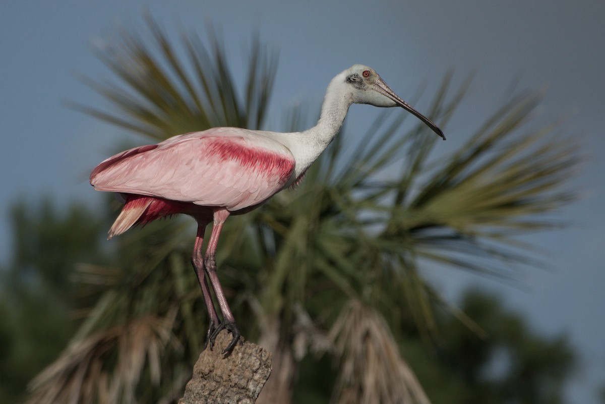 Roseate Spoonbill - ML642021171