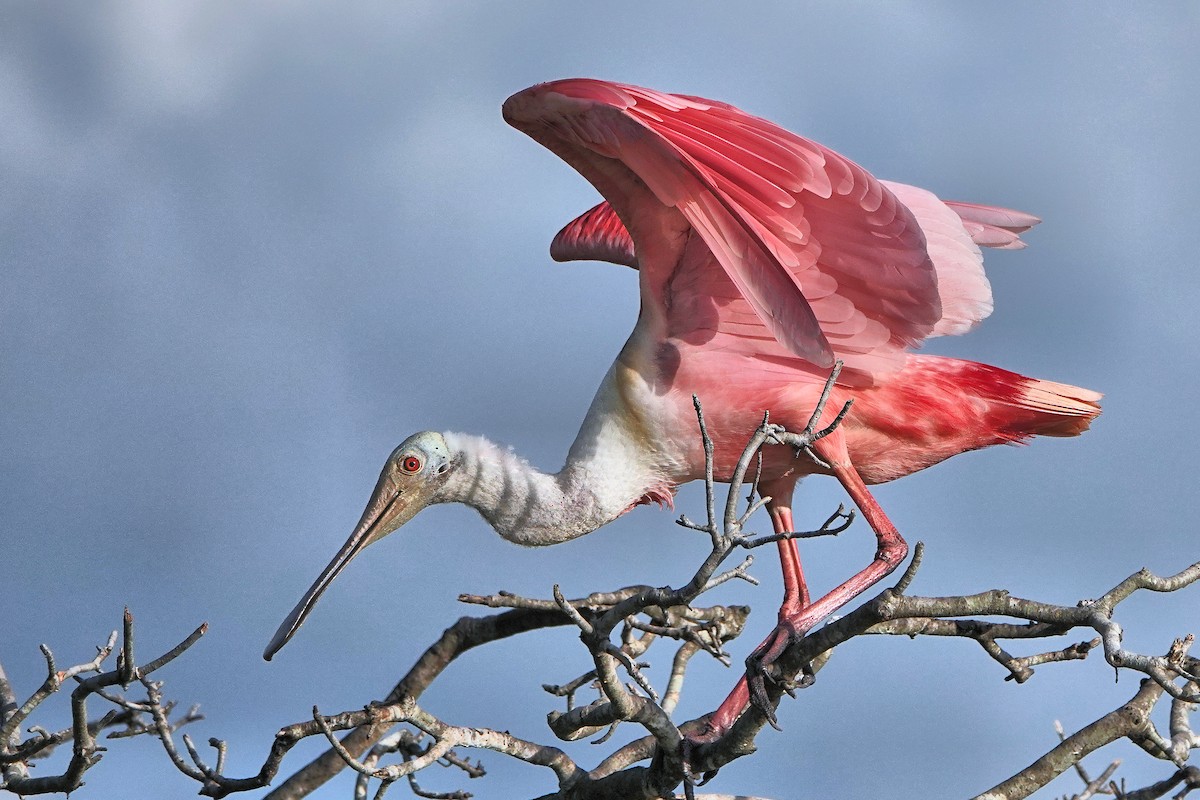 Roseate Spoonbill - ML642021173