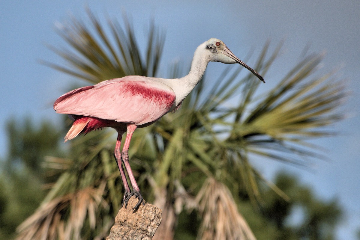 Roseate Spoonbill - ML642021174