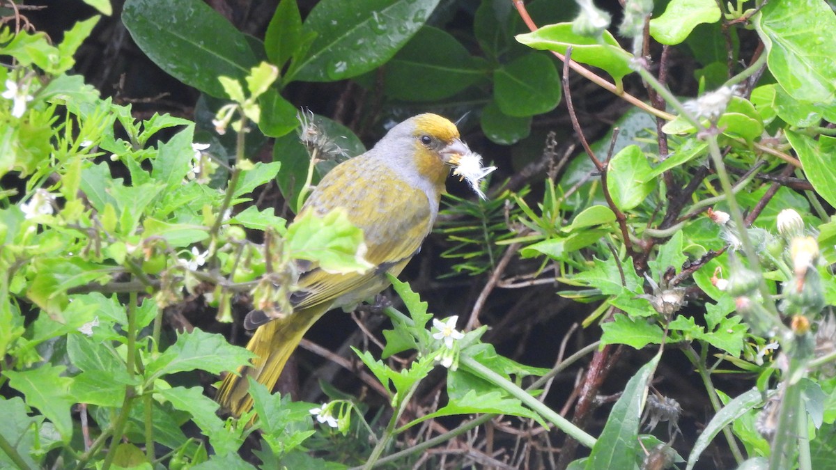 Cape Canary - ML642021183