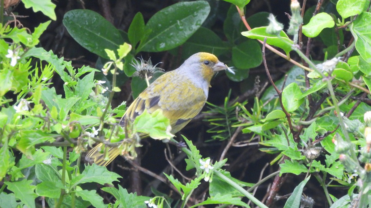 Cape Canary - ML642021184