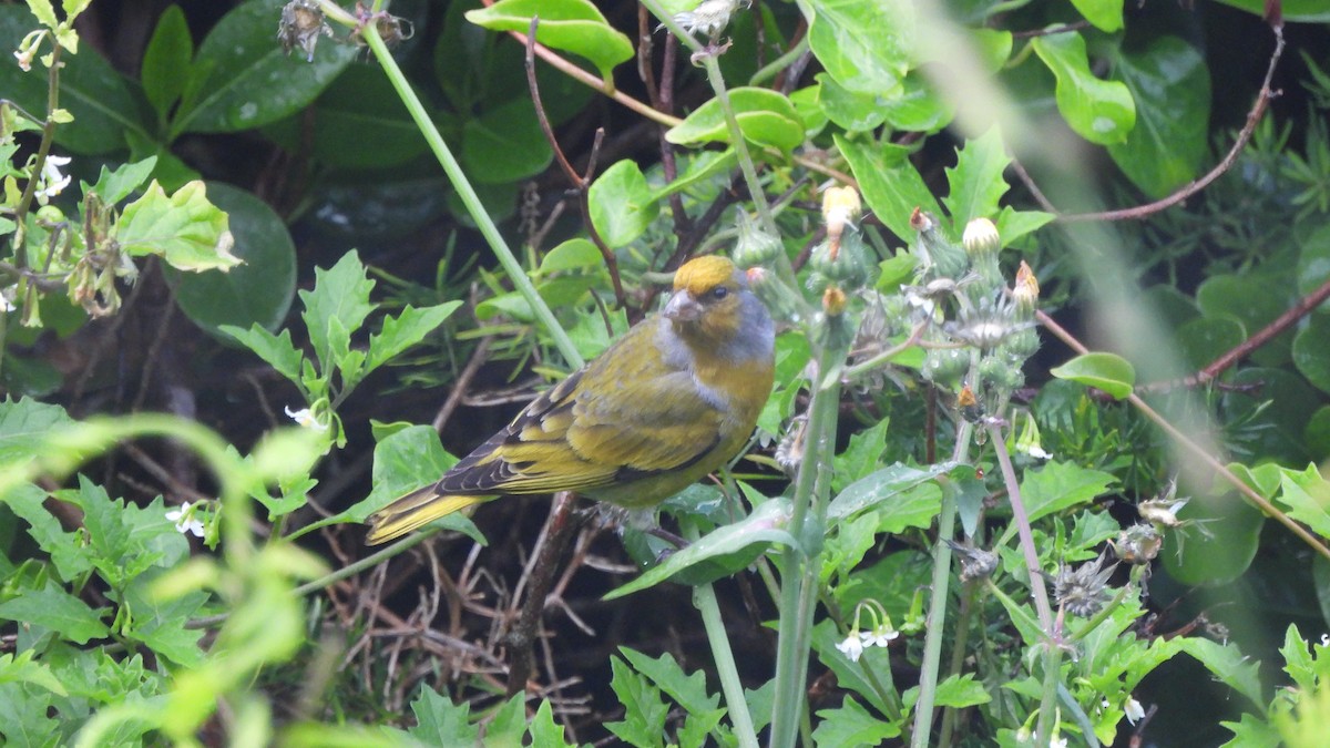 Cape Canary - ML642021185