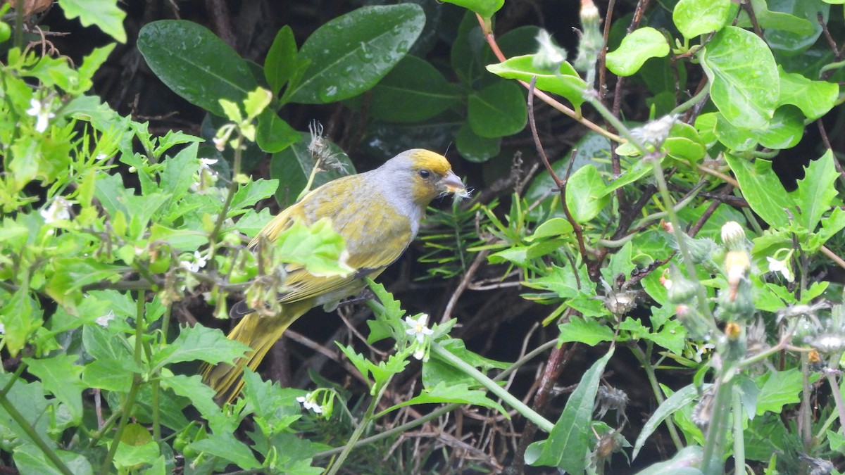 Cape Canary - ML642021186