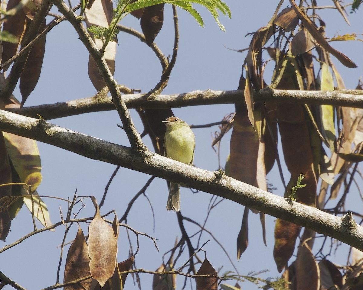 Cinnamon-faced Tyrannulet - ML642021195