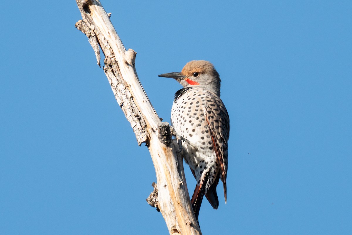 Northern Flicker (Red-shafted) - ML642021204