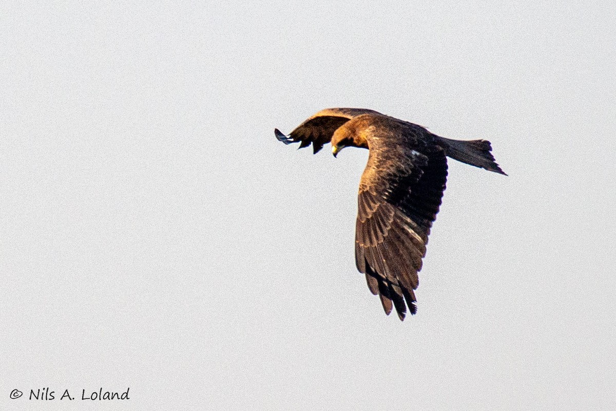 Black Kite - ML642021223