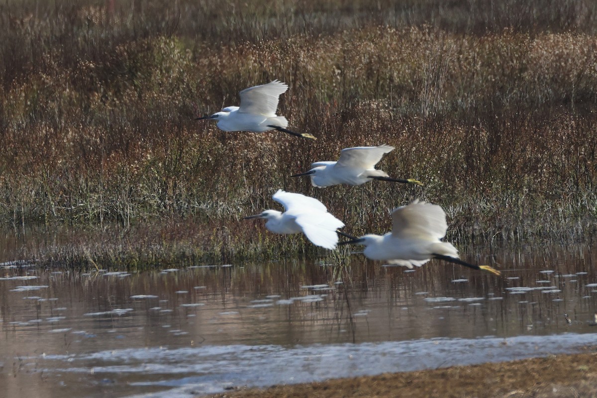 Little Egret - ML642021224