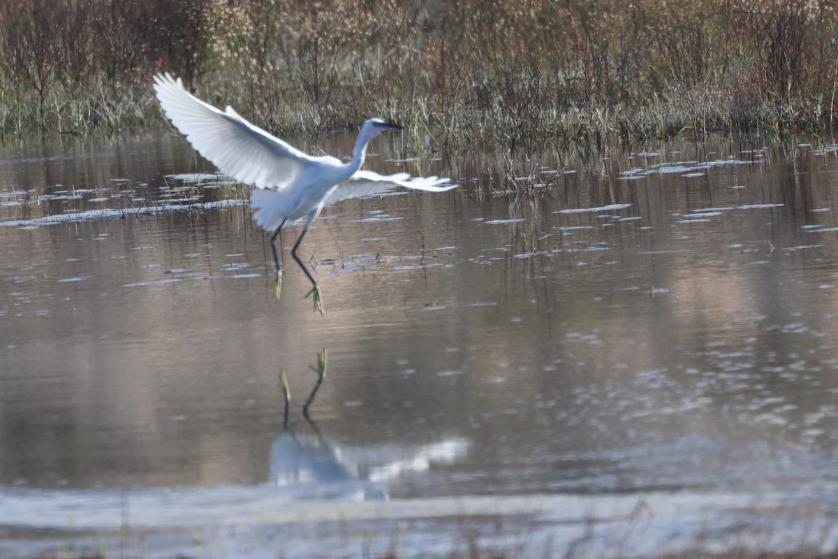 Little Egret - ML642021225