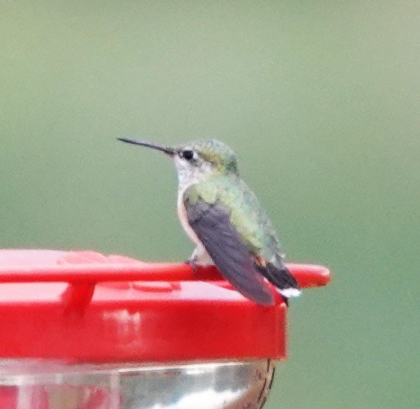 Calliope Hummingbird - ML642021226